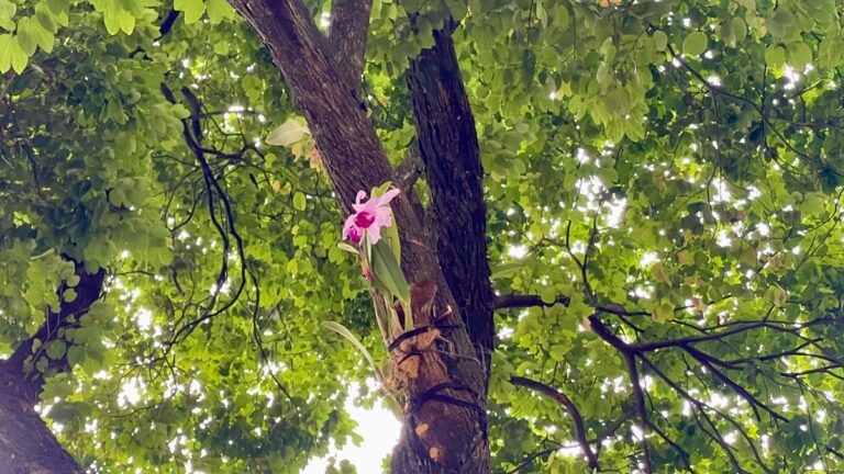 Donan 800 orquídeas a Medellín a propósito de la Feria de las Flores