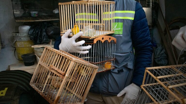 [FOTOS] Un capturado y 19 aves silvestres rescatadas es el resultado de un operativo en Copacabana