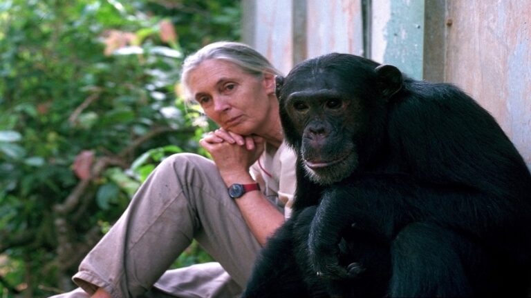 La activista ambiental Jane Goodall visitó Medellín