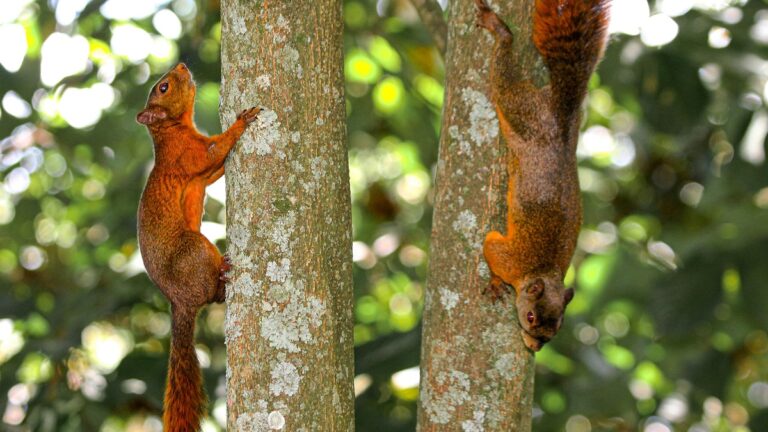 Medellín: Respetar la fauna silvestre, el llamado en la Feria de las Flores