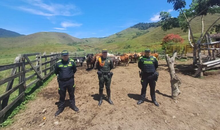 Autoridades recuperaron 30 bovinos que fueron robados en Jericó, Antioquia