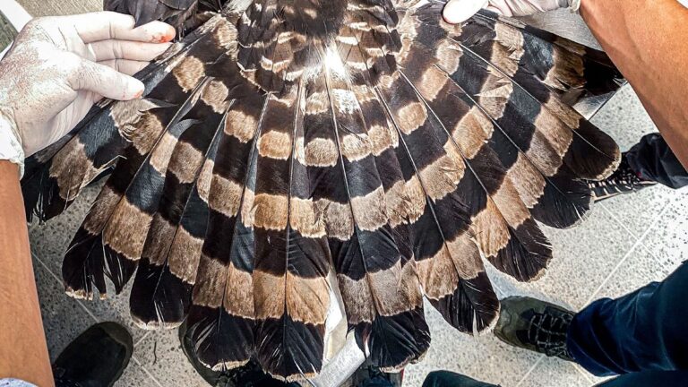 Águila negra murió por un impacto de perdigón en Barbosa