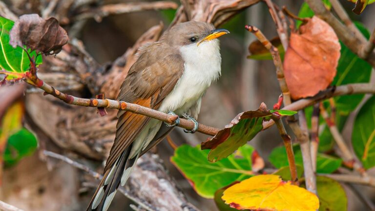 Aves migratorias: ¿cómo ayudarlas en su travesía por el Valle de Aburrá?