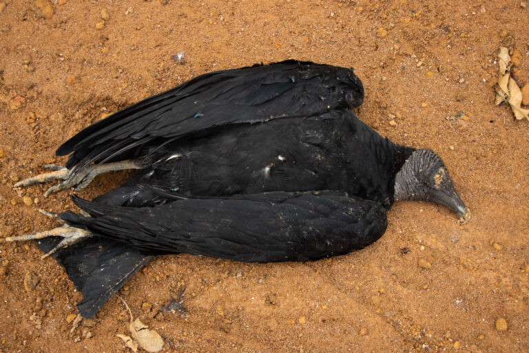 Cacería de animales silvestres cobró la vida de 16 gallinazos en Antioquia