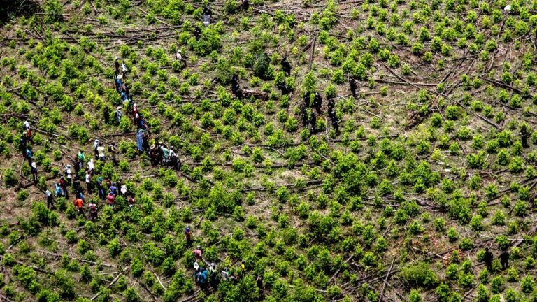 En siete subregiones de Antioquia aumentaron los cultivos de coca