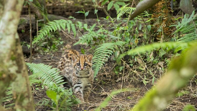 Noticias Antioquia: Cocorná celebra su primer Festival del Felino