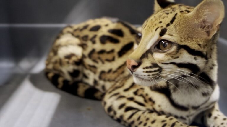 Autoridades rescataron un ocelote en Bello: un hombre fue capturado