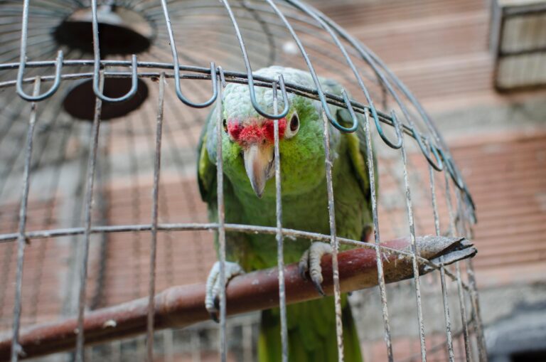 Dentro de una casa en Medellín hallaron 14 aves en condiciones de maltrato