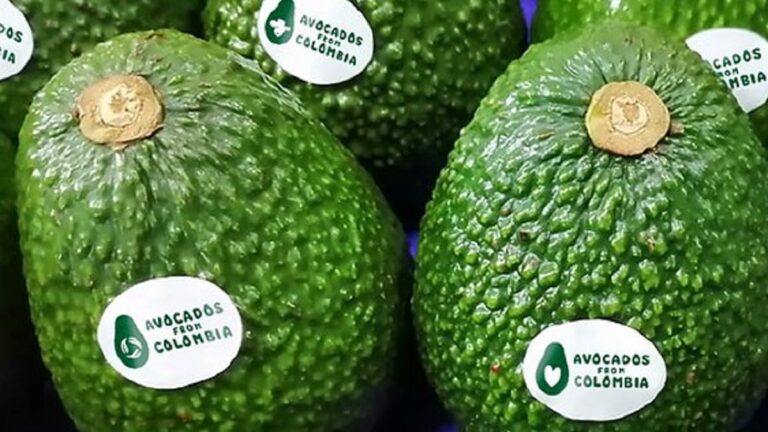 Exportaciones colombianas de aguacate hass aumentaron 15,77% en 2024