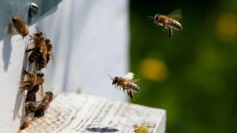 Jóvenes que hacían senderismo fueron atacados por abejas en Girardota