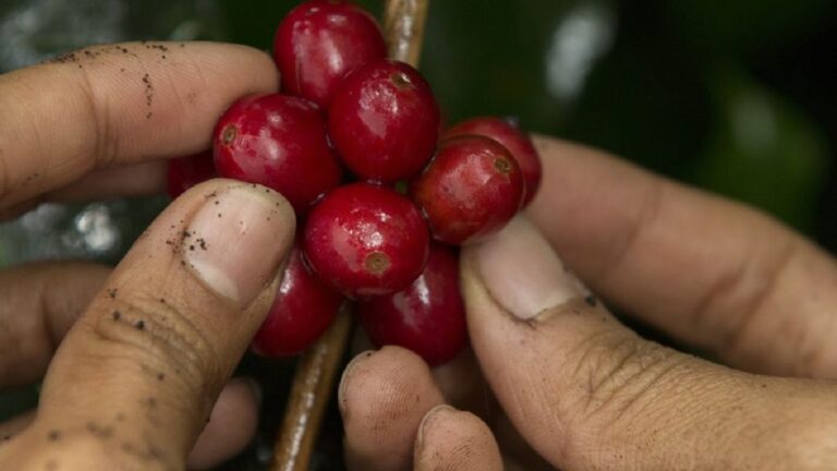 Noticias Antioquia: Dos recolectores de café fueron asesinados en Betania