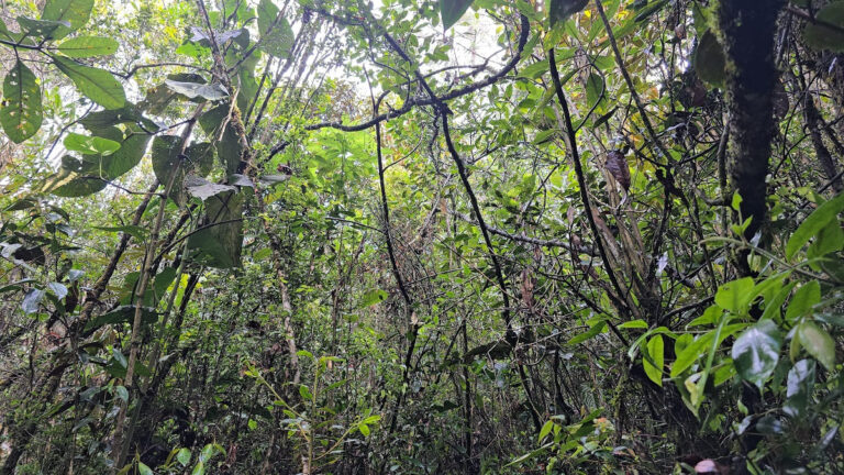 [FOTOS] En Navidad el llamado también es a proteger la flora en el Valle de Aburrá