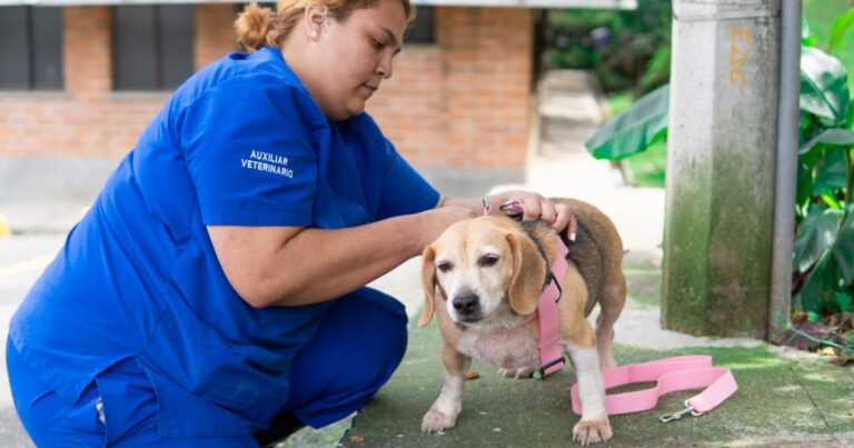 Noticias Medellín: Recomendación para viajar con las mascotas en fin de año