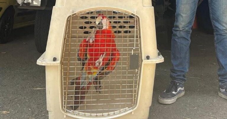 Noticias Antioquia: Liberaron a dos guacamayas en Envigado