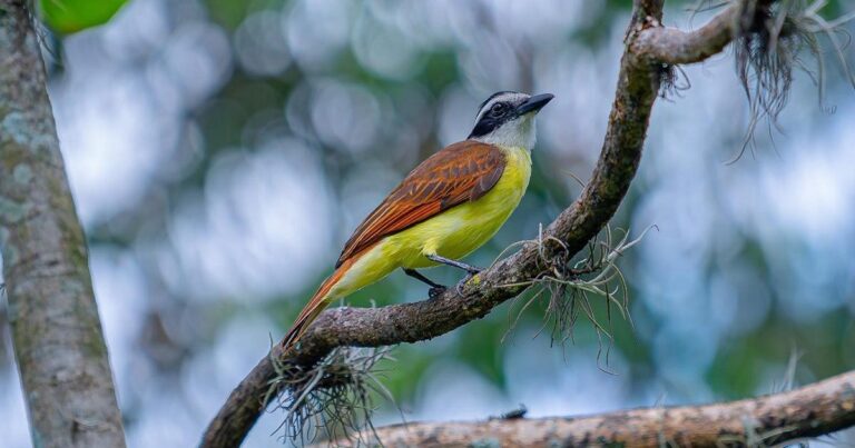 Noticias Antioquia: Más de 200 aves fueron liberadas durante el 2024